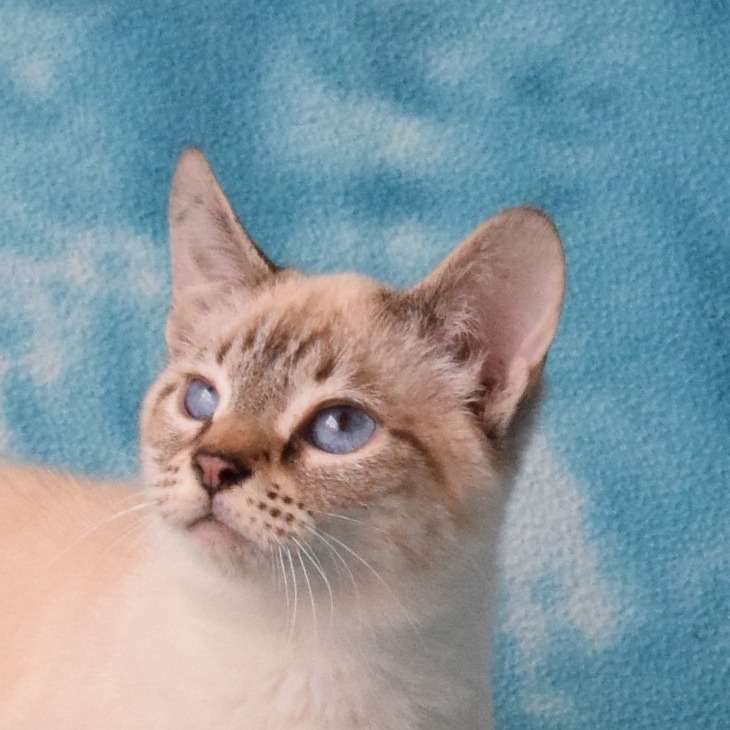 Itty Bitty (Yettus), an adoptable Domestic Short Hair, Siamese in Eureka, CA, 95503 | Photo Image 2