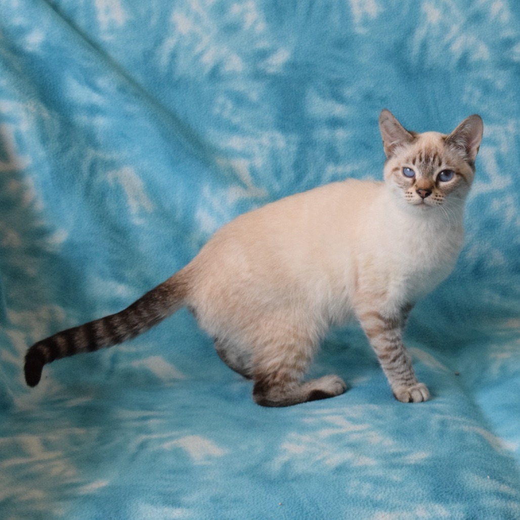 Itty Bitty (Yettus), an adoptable Domestic Short Hair, Siamese in Eureka, CA, 95503 | Photo Image 3