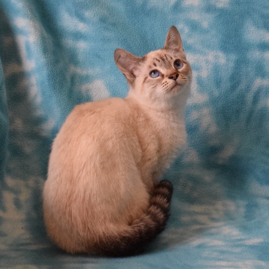 Itty Bitty (Yettus), an adoptable Domestic Short Hair, Siamese in Eureka, CA, 95503 | Photo Image 4