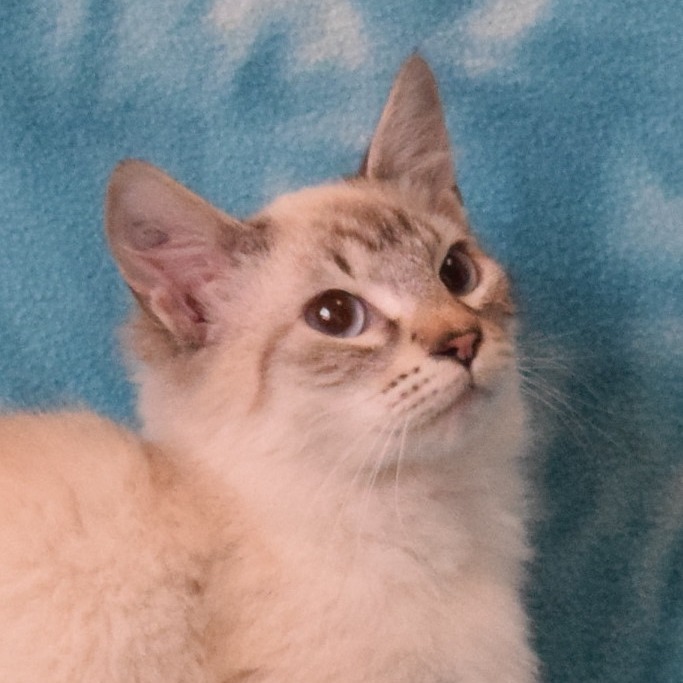Maggie (Star), an adoptable Domestic Short Hair, Siamese in Eureka, CA, 95503 | Photo Image 1