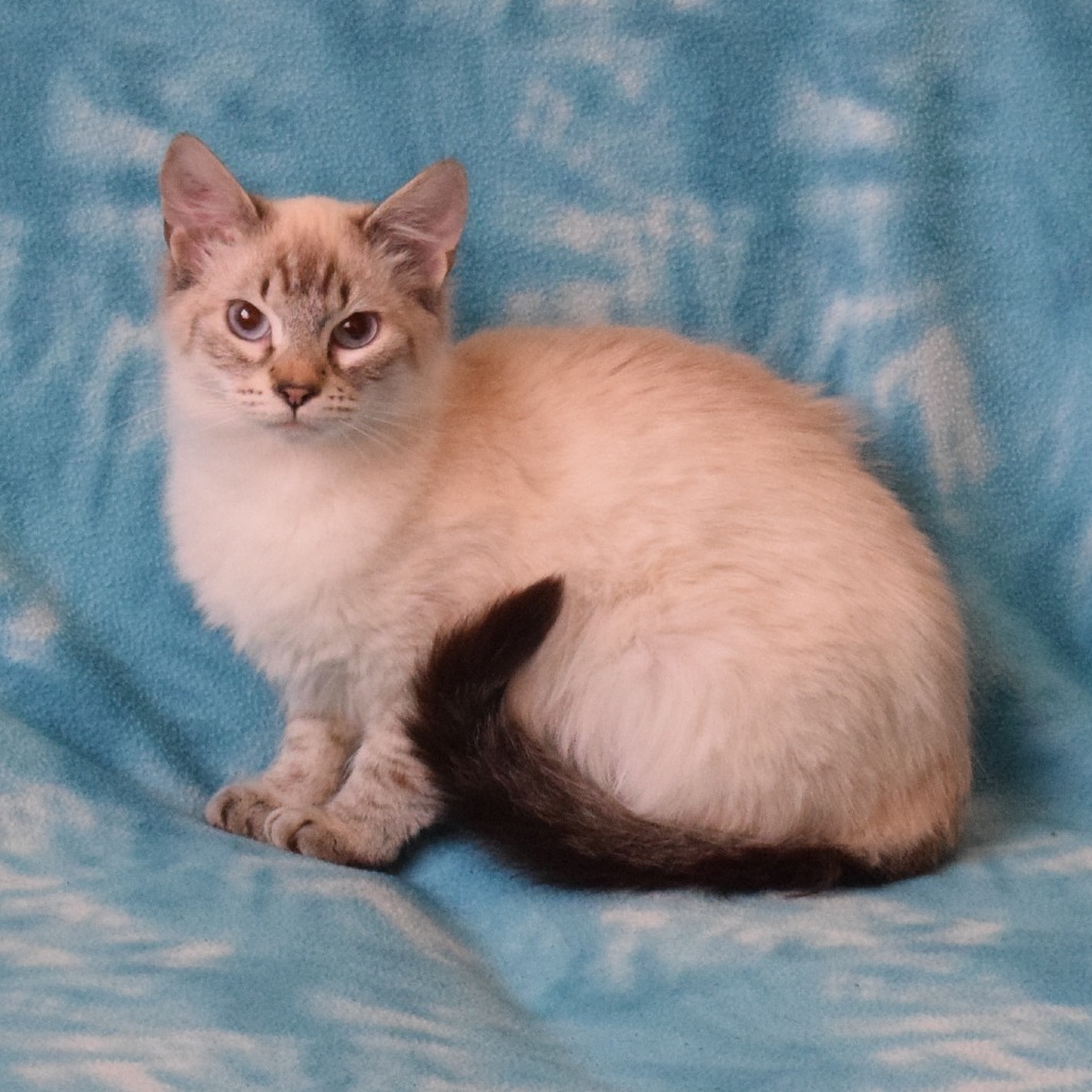 Maggie (Star), an adoptable Domestic Short Hair, Siamese in Eureka, CA, 95503 | Photo Image 2