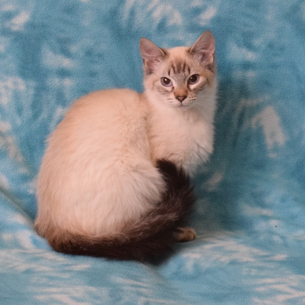 Maggie (Star), an adoptable Domestic Short Hair, Siamese in Eureka, CA, 95503 | Photo Image 3