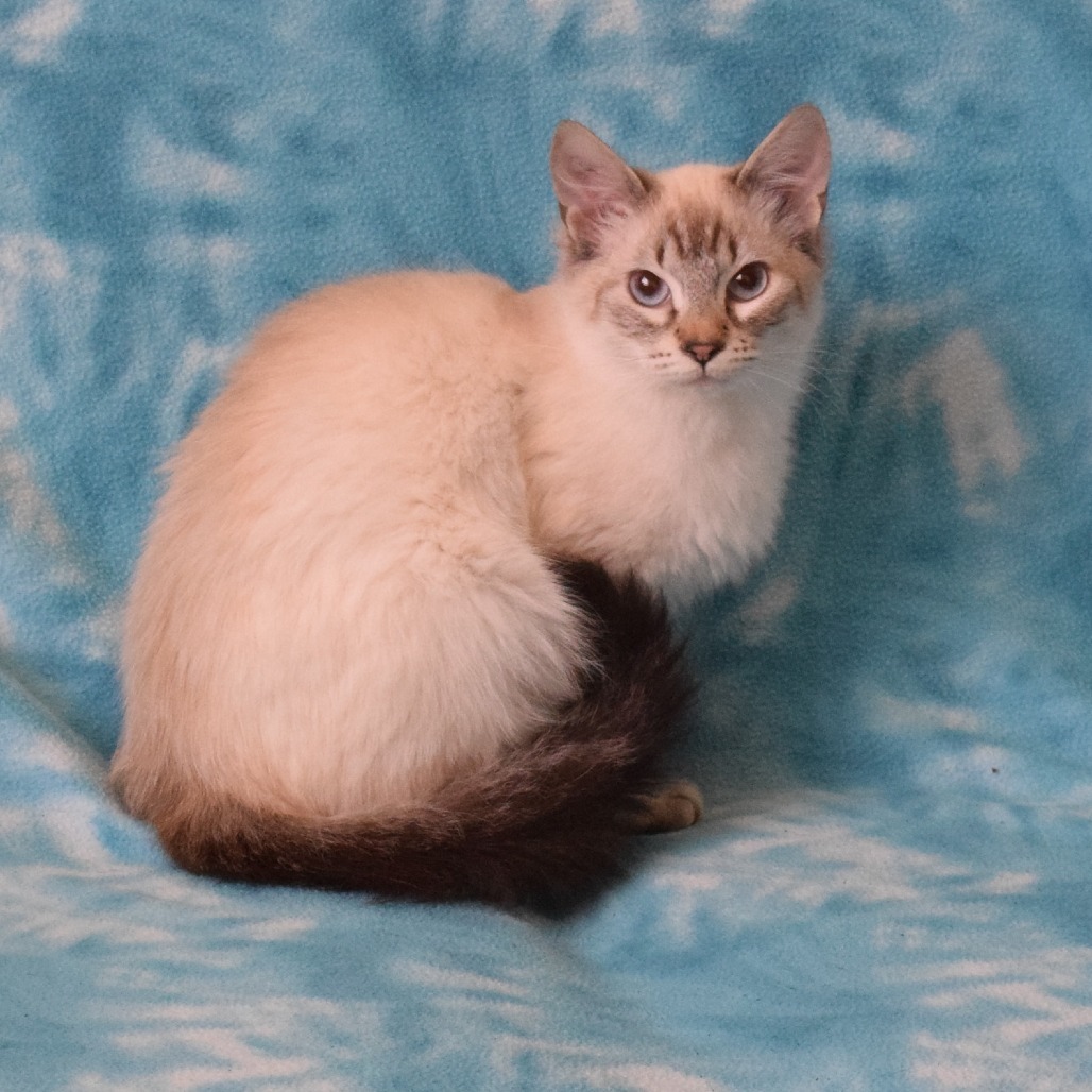 Maggie (Star), an adoptable Domestic Short Hair, Siamese in Eureka, CA, 95503 | Photo Image 4