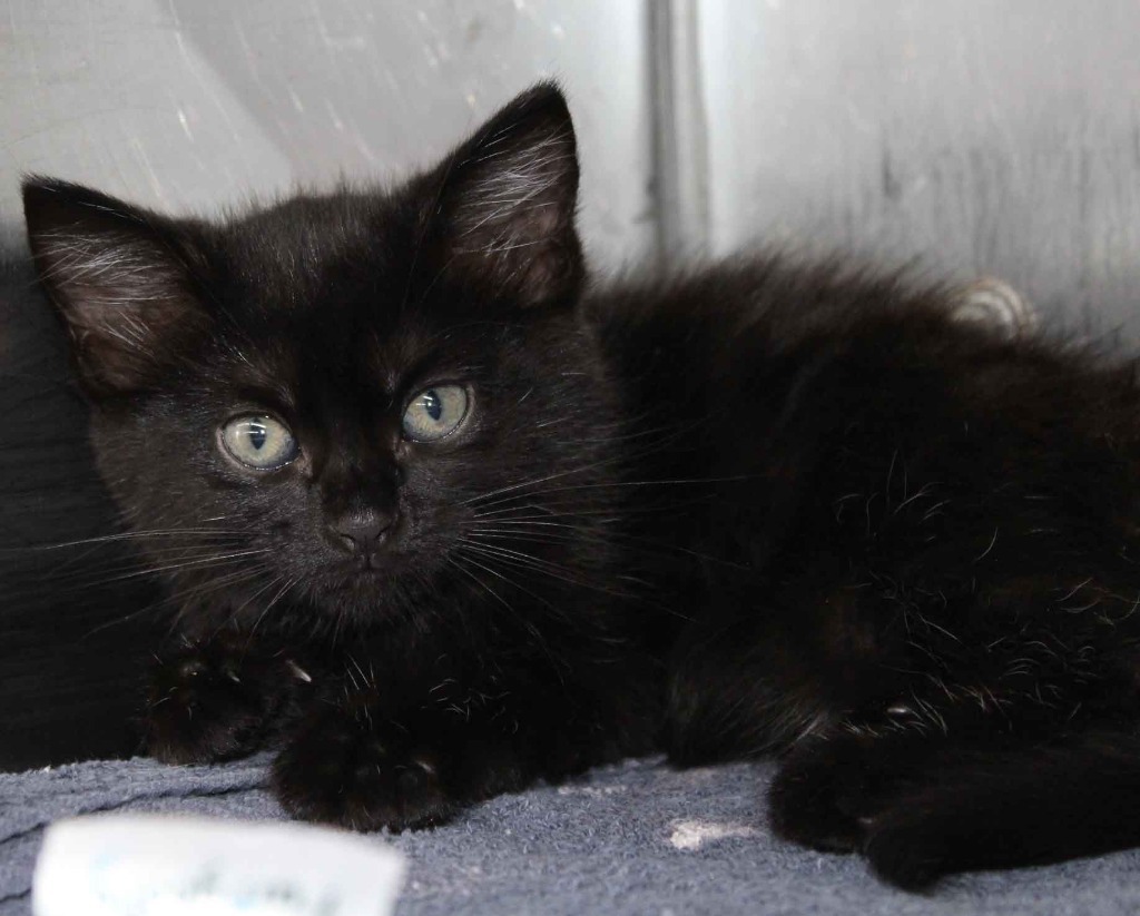 Salem