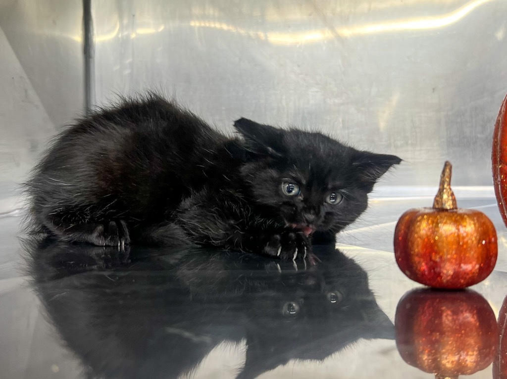 Salem