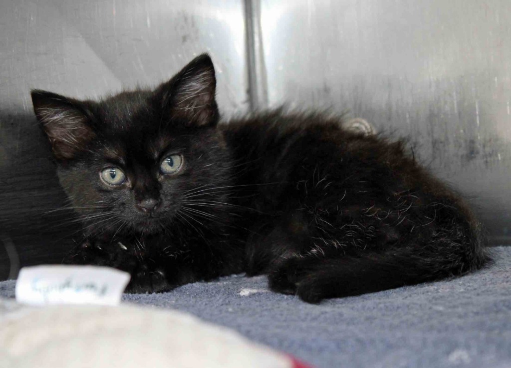 Salem