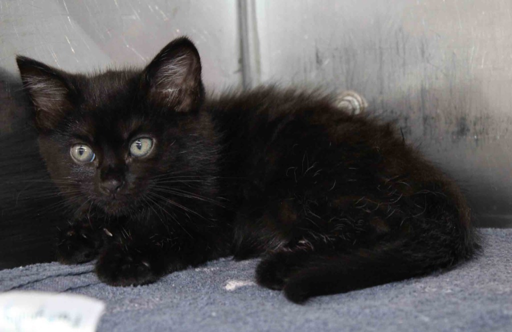 Salem
