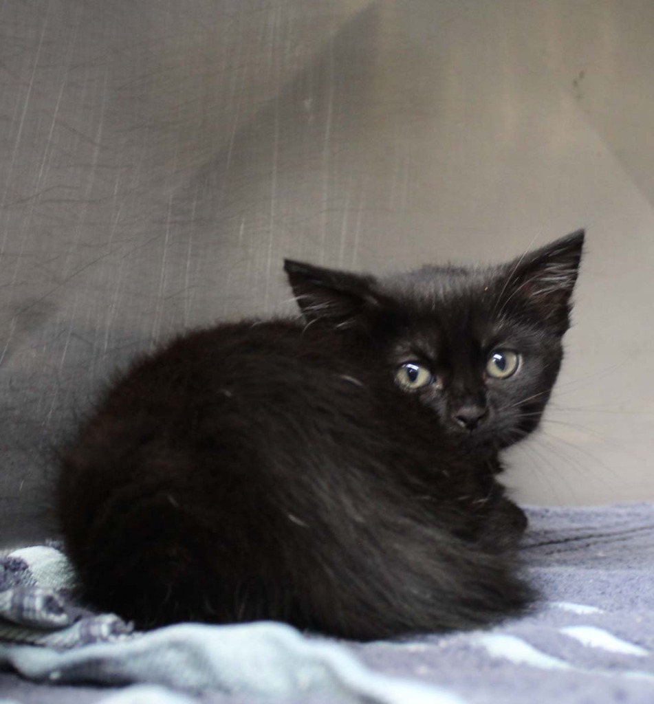 Salem