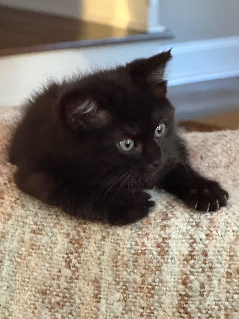 Sabrina