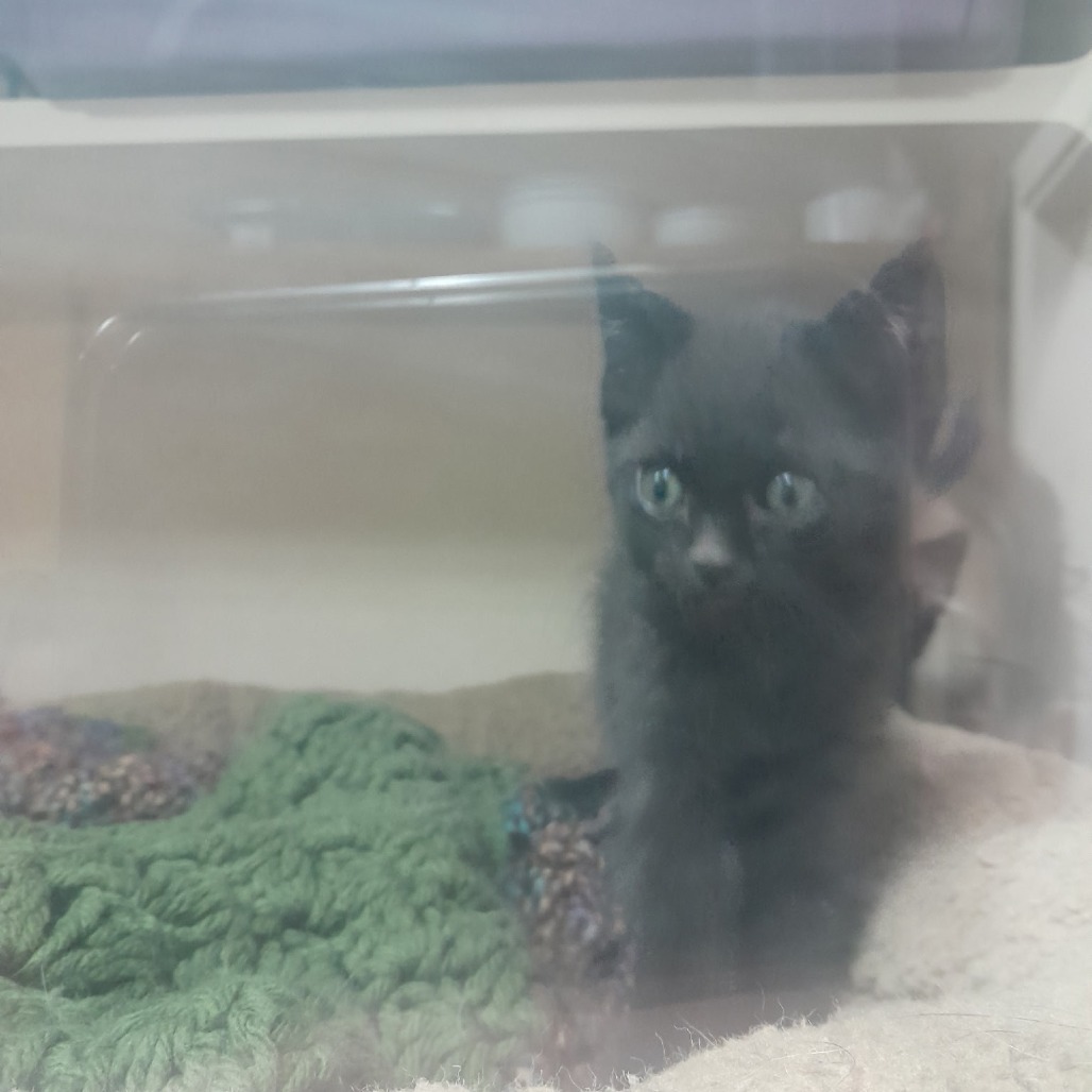 Elvira, an adoptable Domestic Short Hair in Pagosa Springs, CO, 81147 | Photo Image 2