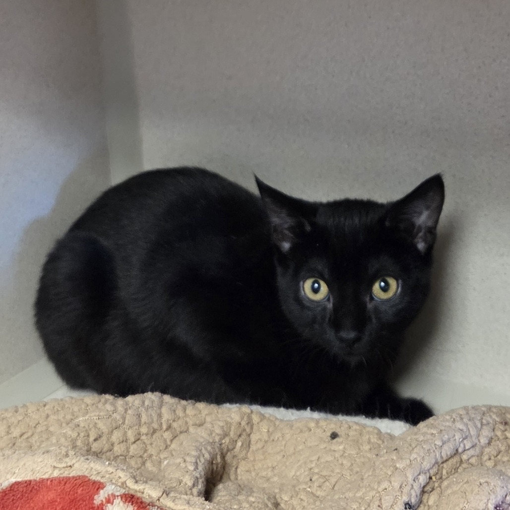 Edee, an adoptable Domestic Short Hair in Pagosa Springs, CO, 81147 | Photo Image 1