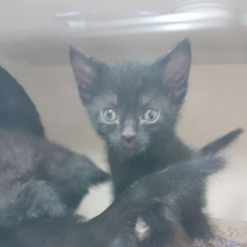 Edee, an adoptable Domestic Short Hair in Pagosa Springs, CO, 81147 | Photo Image 2