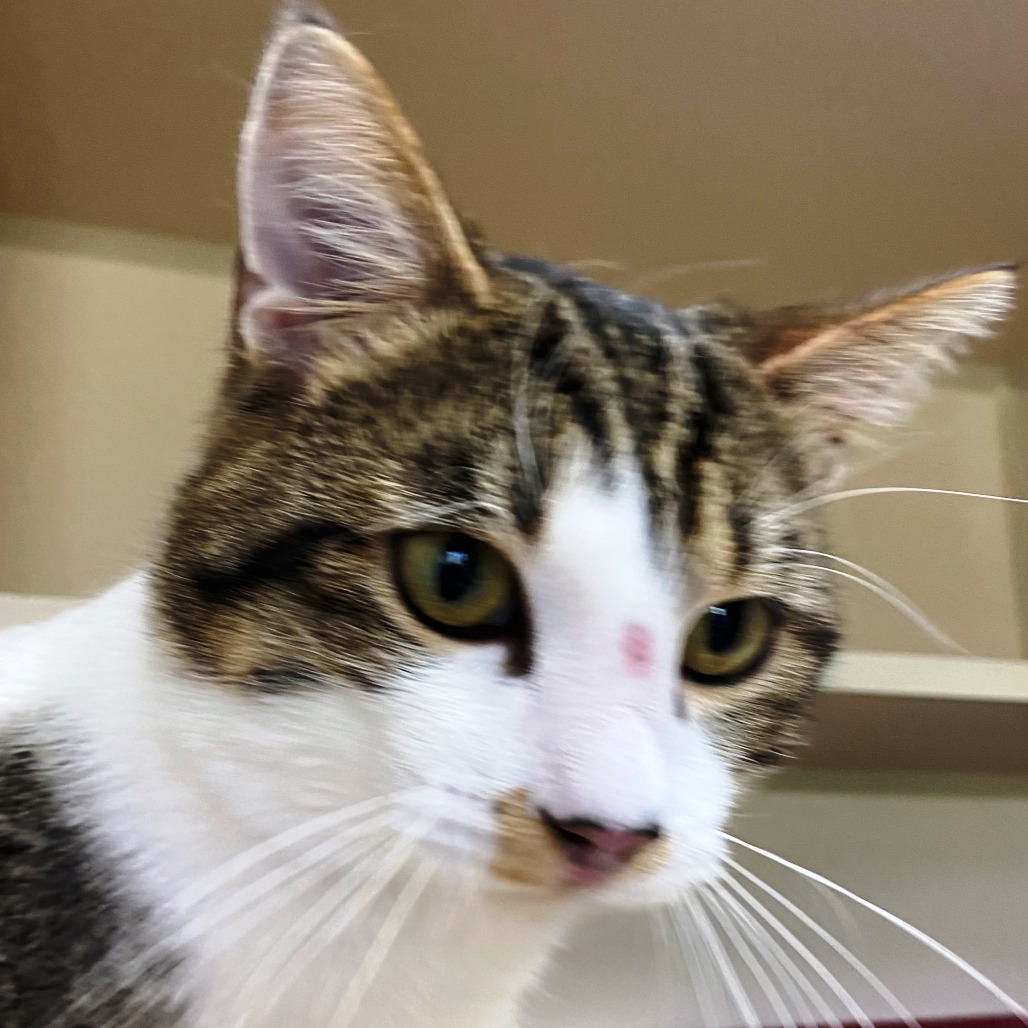 Ziggy, an adoptable Domestic Short Hair in Pagosa Springs, CO, 81147 | Photo Image 1