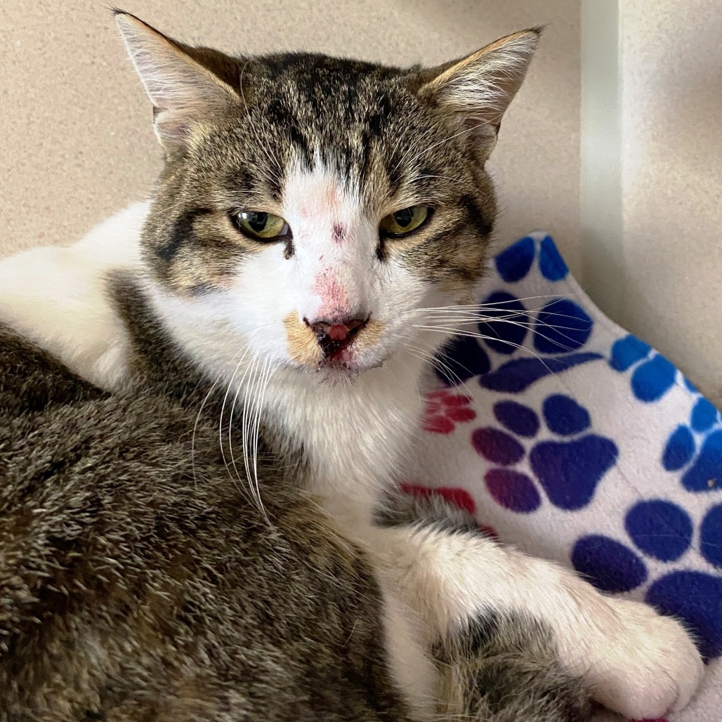 Ziggy, an adoptable Domestic Short Hair in Pagosa Springs, CO, 81147 | Photo Image 2