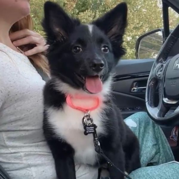 Fantastic Mr. Fox photo 1