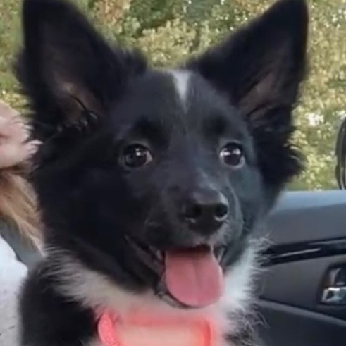 Fantastic Mr. Fox thumbnail 2