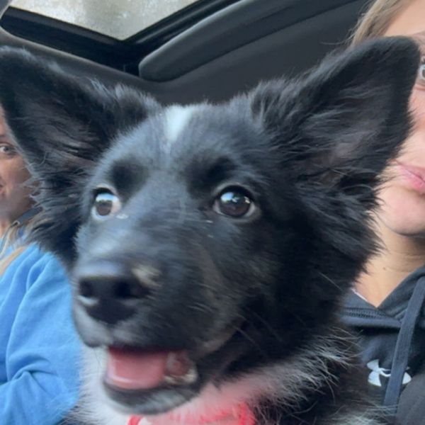 Fantastic Mr. Fox thumbnail 3