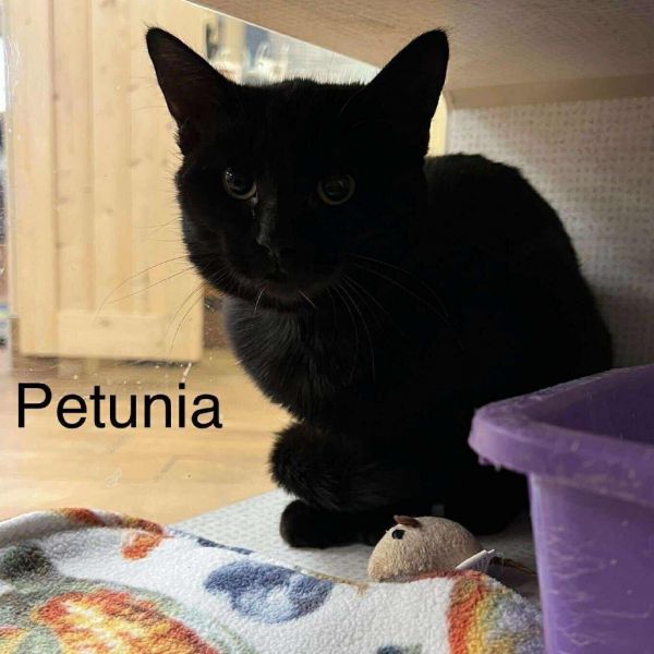 Petunia Meet Me At photo 1