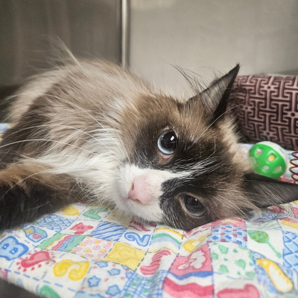 Fancy, an adoptable Ragdoll in Grantsville, UT, 84029 | Photo Image 1