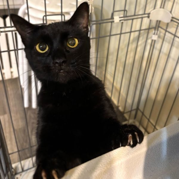 Black Beauty photo 1