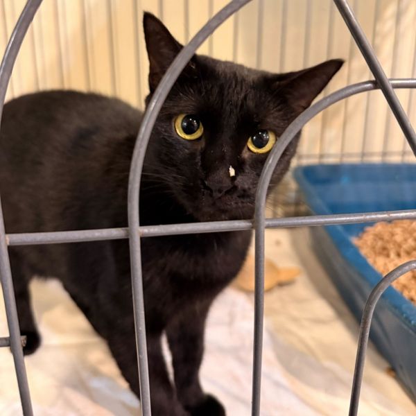 Black Beauty thumbnail 2