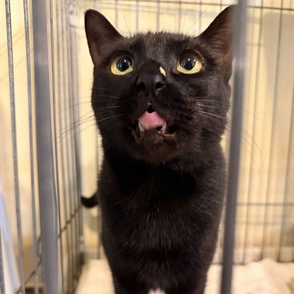 Black Beauty thumbnail 3