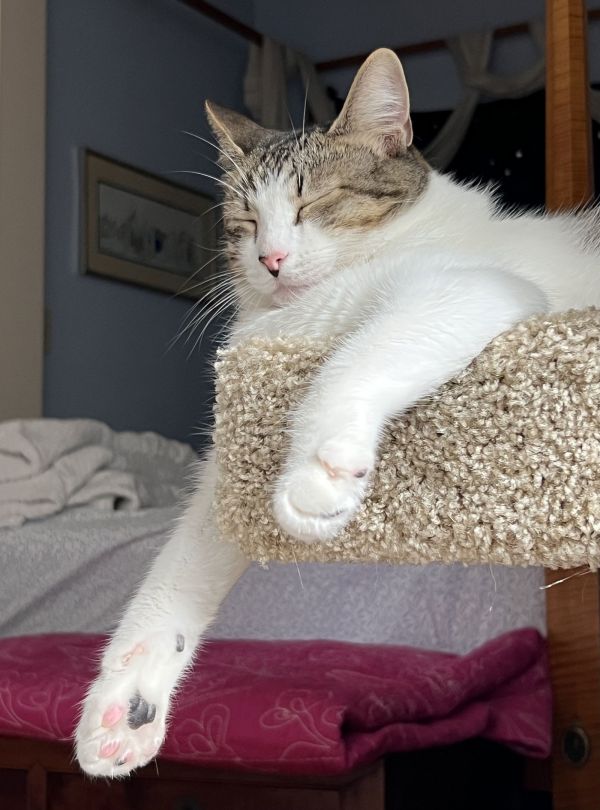 Charlie Bonded W Watson photo 1