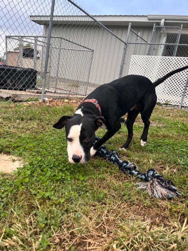 Rambo Kemp thumbnail 2