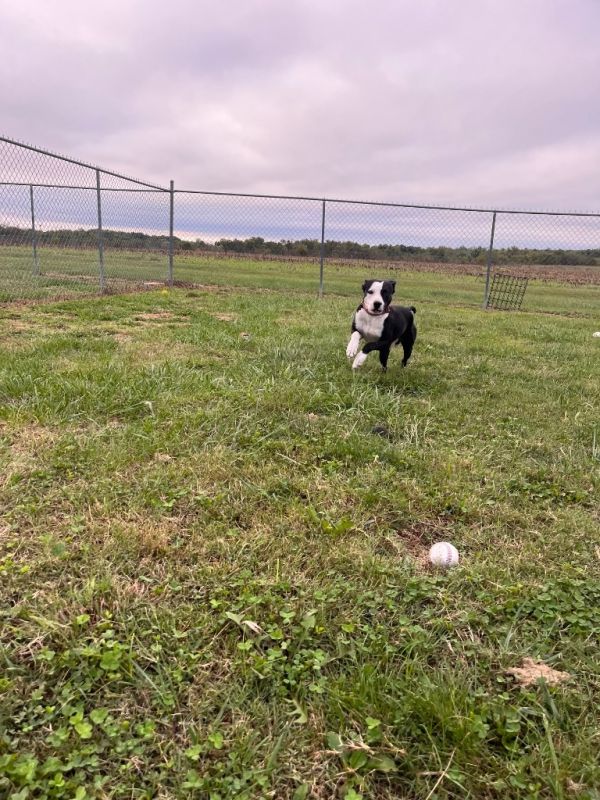 Rambo Kemp thumbnail 3