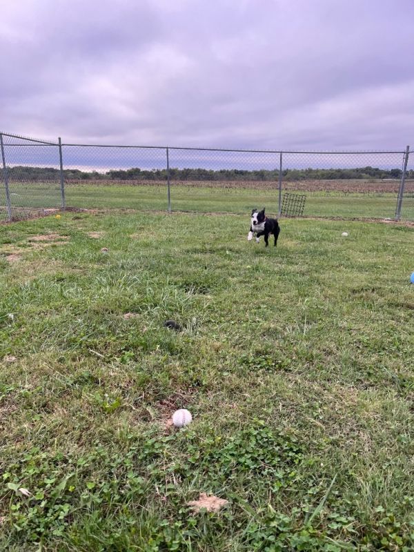 Rambo Kemp thumbnail 4