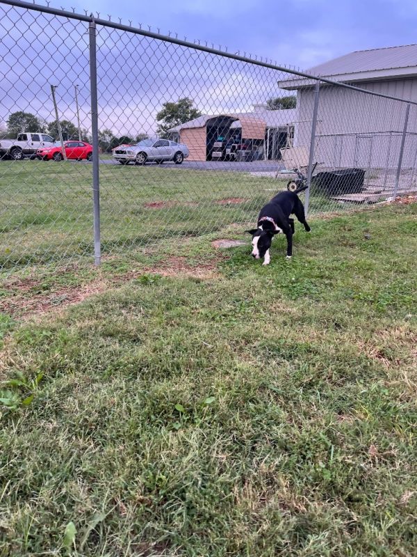 Rambo Kemp thumbnail 5