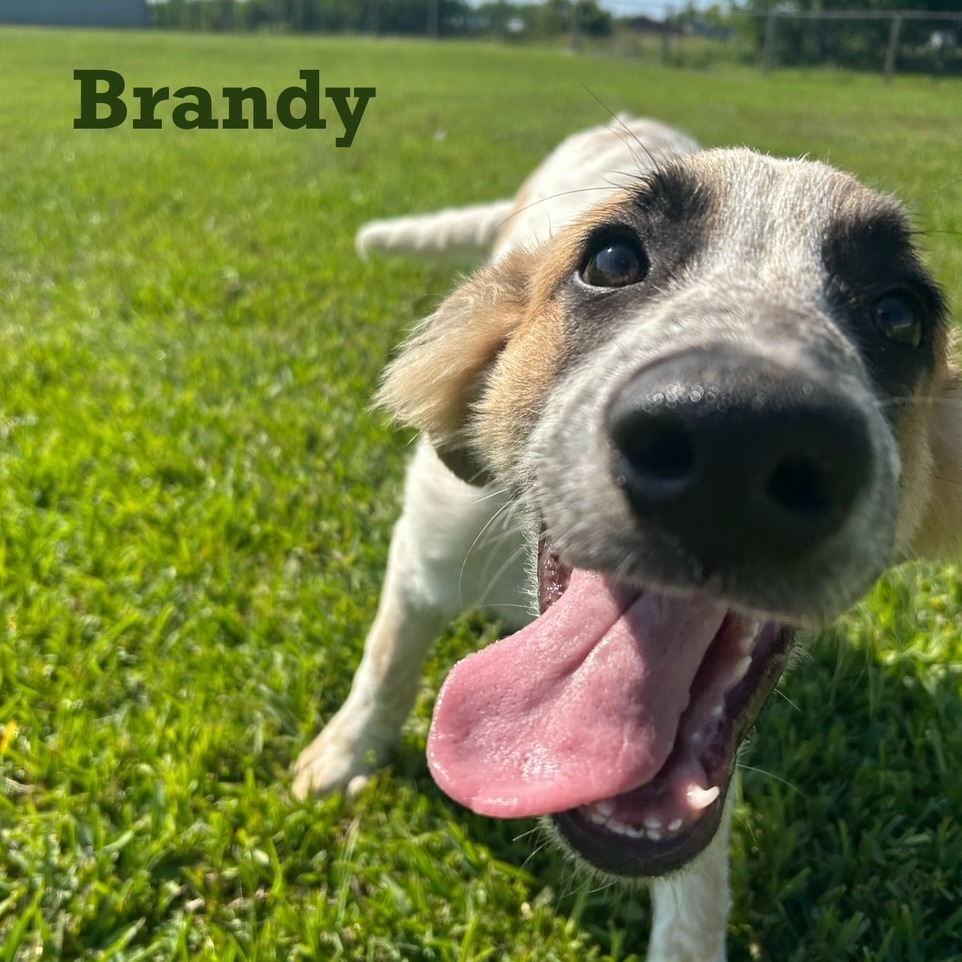 Brandy