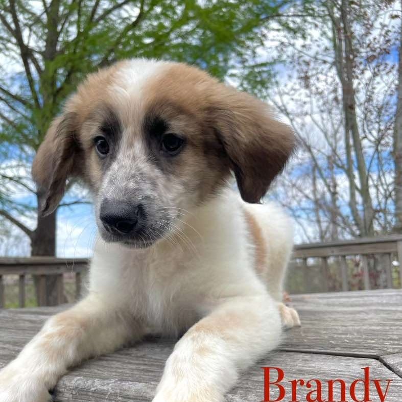 Brandy