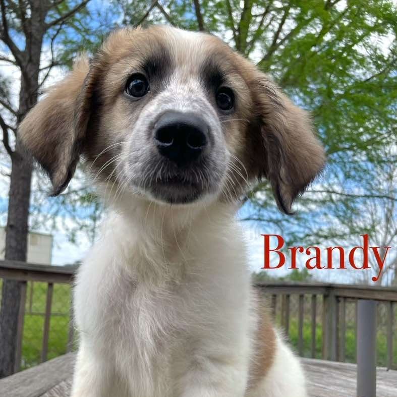 Brandy