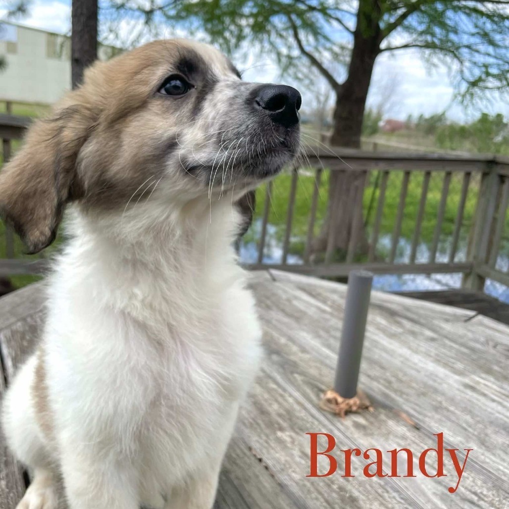 Brandy