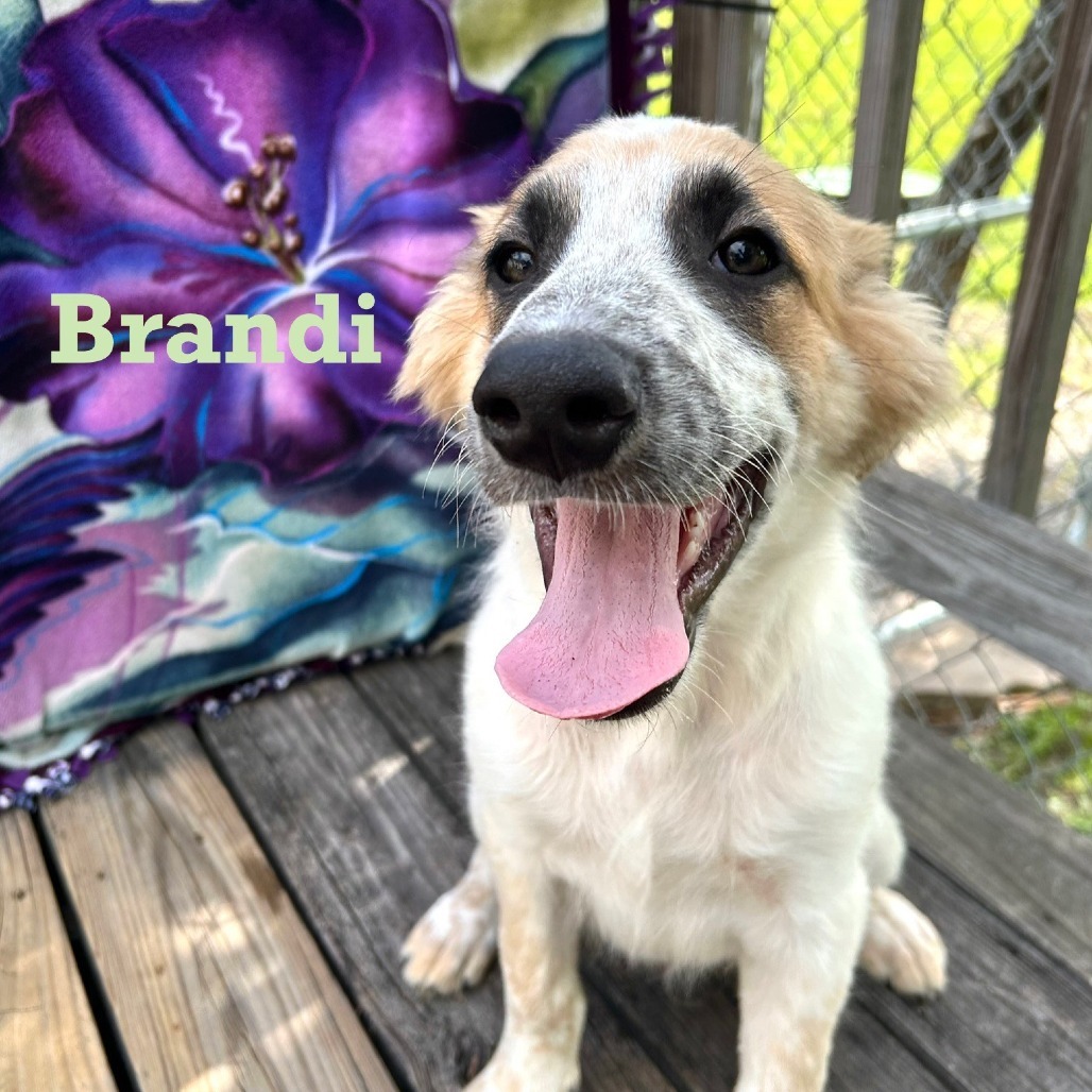 Brandy