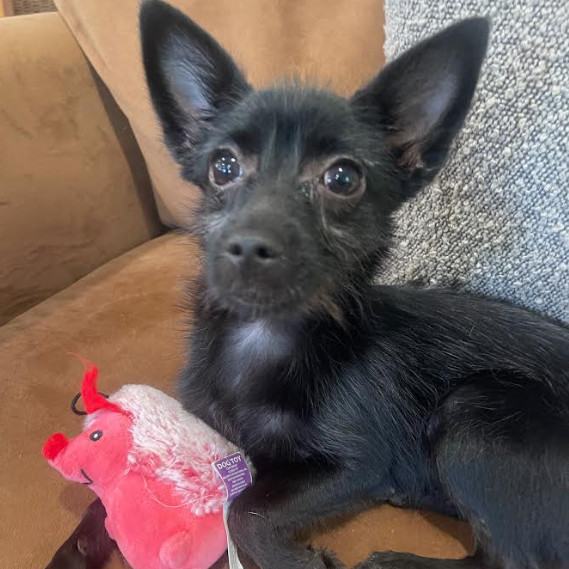 Penelope thumbnail 6