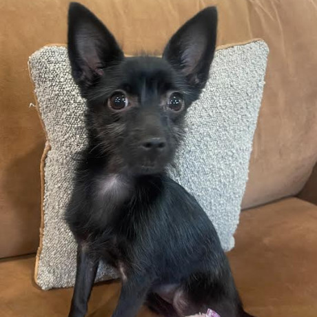 Penelope thumbnail 7