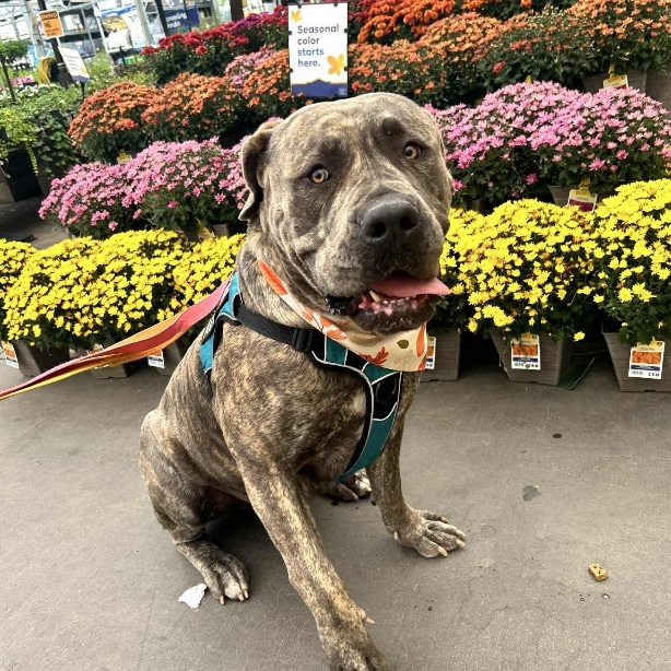 MERCY, an adoptable Boerboel in Las Vegas, NV, 89101 | Photo Image 1