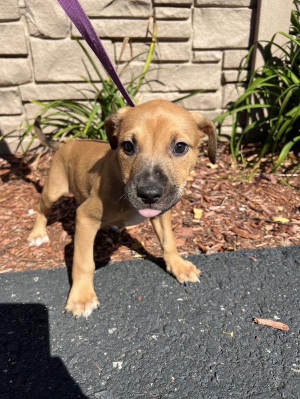 Mini Wheats  Weeks photo 1