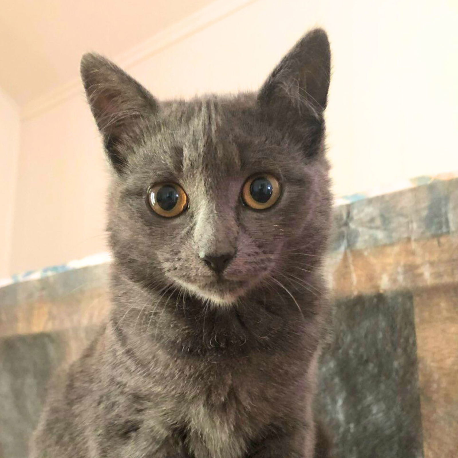 Louise, an adoptable Domestic Short Hair in Laramie, WY, 82073 | Photo Image 1