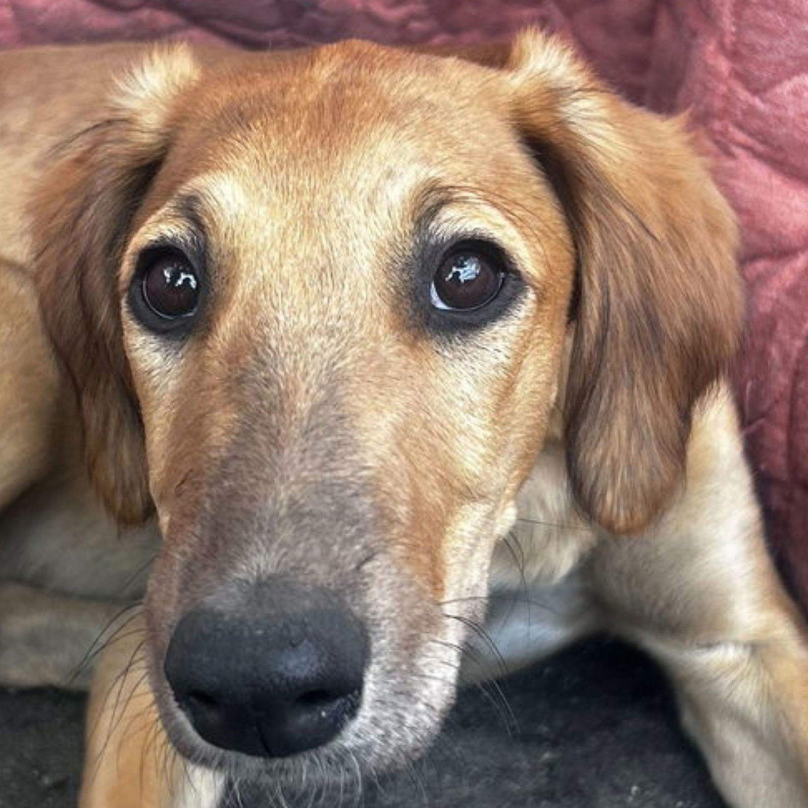 Ripple, an adoptable Greyhound in Laramie, WY, 82073 | Photo Image 1