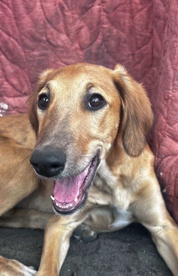 Ripple, an adoptable Greyhound in Laramie, WY, 82073 | Photo Image 2
