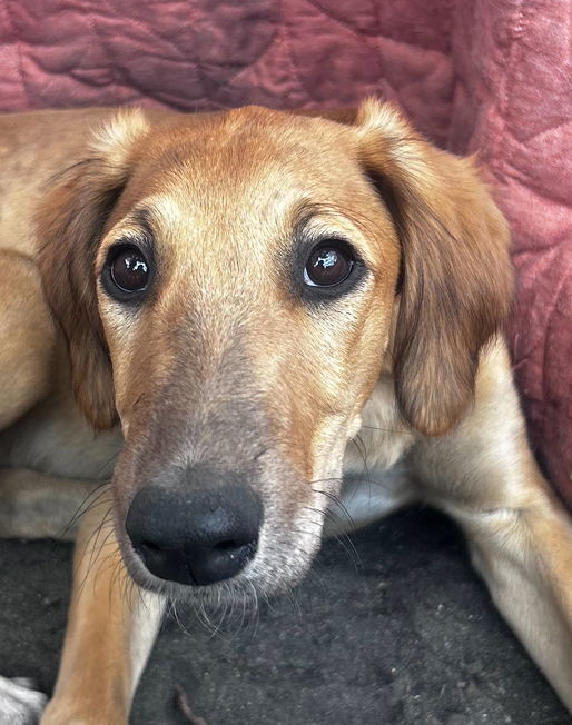 Ripple, an adoptable Greyhound in Laramie, WY, 82073 | Photo Image 3