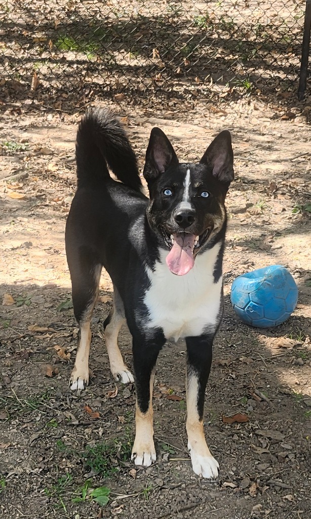 Scout