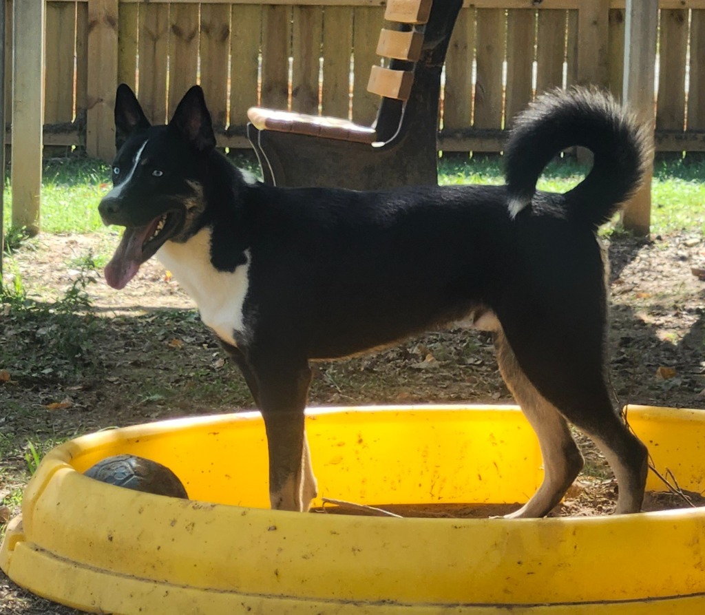 Scout