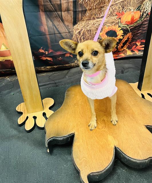 FOXY, an adoptable Chihuahua, Mixed Breed in Globe, AZ, 85501 | Photo Image 1