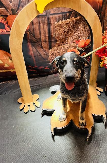 WINSTON, an adoptable Australian Cattle Dog / Blue Heeler in Globe, AZ, 85501 | Photo Image 1