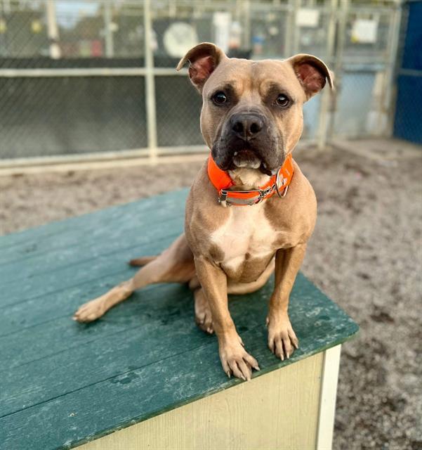 MELT, an adoptable Bullmastiff, American Staffordshire Terrier in Indianapolis, IN, 46221 | Photo Image 1