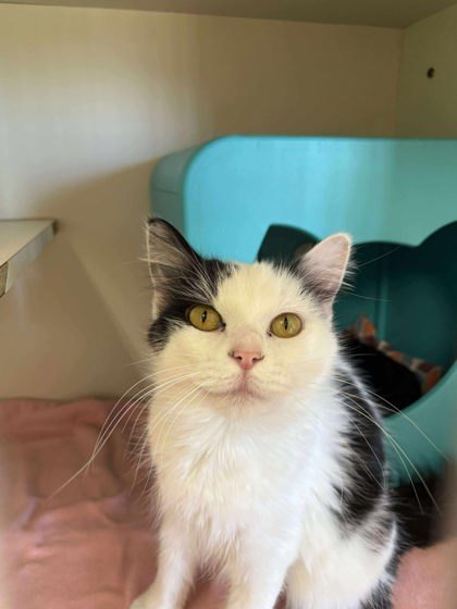 Classy, an adoptable Domestic Short Hair in Scottsbluff, NE, 69361 | Photo Image 1